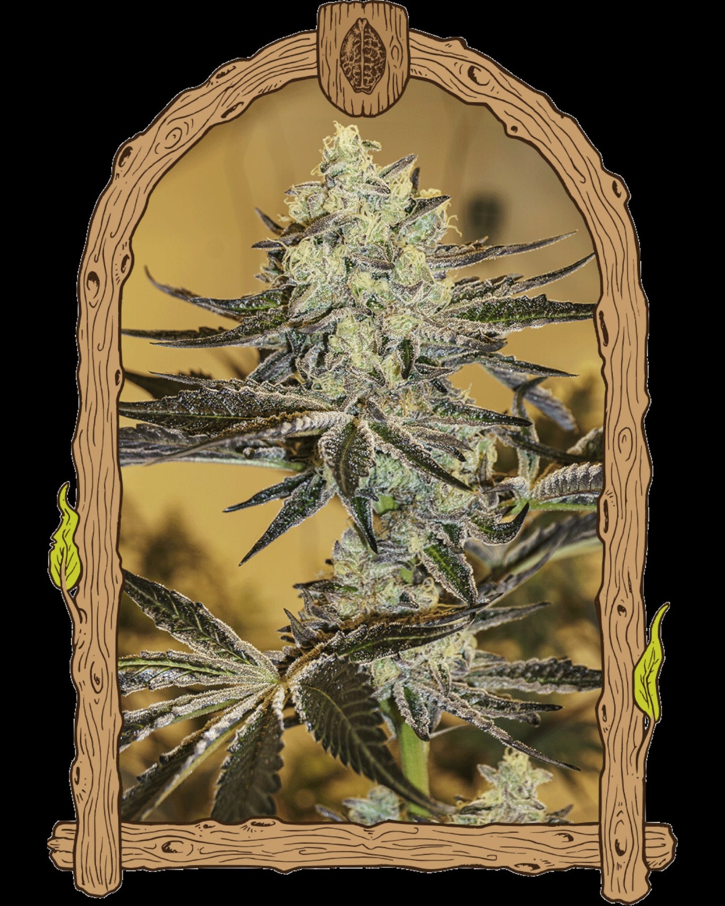 Exotic Seed - MALASANA GELATO - FEMINISIERT