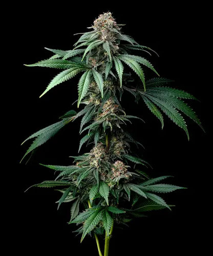 Barney’s Farm Mendo Breath Samen Nahaufnahme