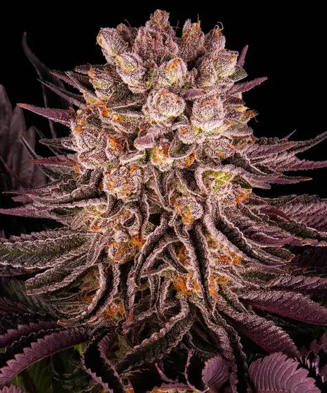 Barneys Farm - MIMOSA X ORANGE PUNCH FEMINISIERT