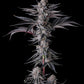 NEW MONEY - FEMINISIERT Samen von Compound Genetics – Pief-Leaf®