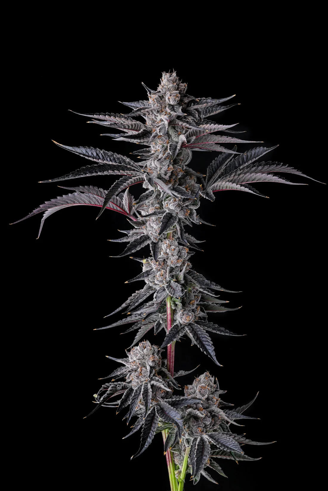 NEW MONEY - FEMINISIERT Samen von Compound Genetics – Pief-Leaf®
