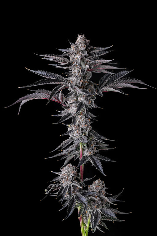 NEW MONEY - FEMINISIERT Samen von Compound Genetics – Pief-Leaf®