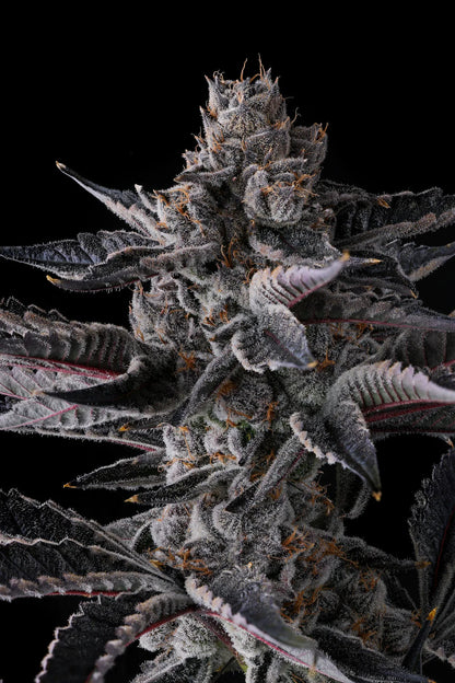 NEW MONEY - FEMINISIERT Premium Cannabis Samen – Pief-Leaf®