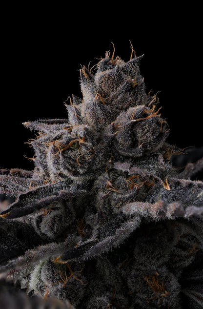 NEW MONEY - FEMINISIERT violette Blüten und hoher THC-Gehalt – Pief-Leaf®