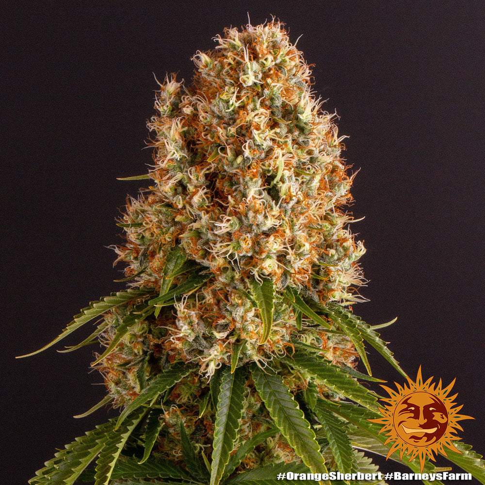 Barneys Farm - Orange Sherbert FEMINISIERT