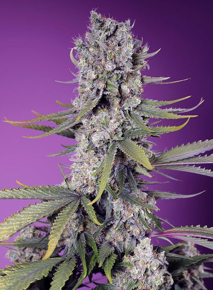 Papaya Zoap F1 Fast Version von Sweet Seeds