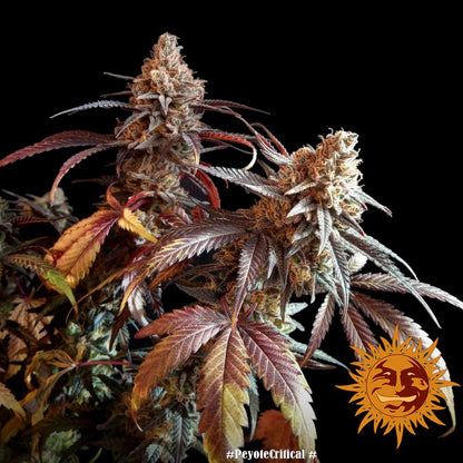 Barneys Farm Peyote Critical feminisierte Samen Nahaufnahme