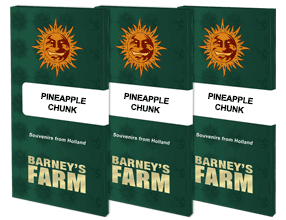 Barneys Farm - Pineapple Chunk FEMINISIERT