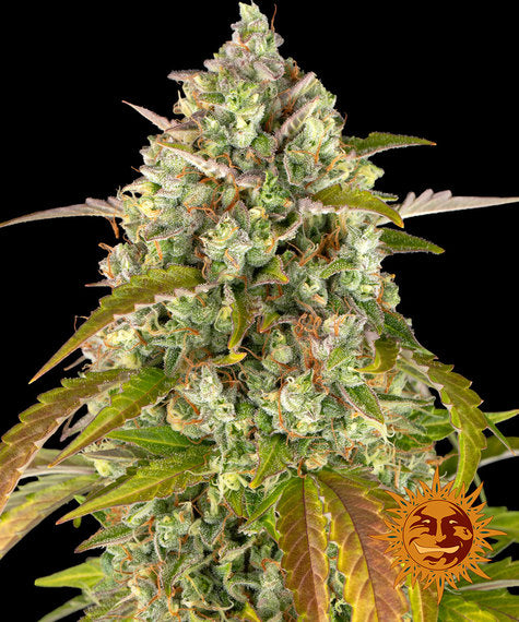 Barneys Farm - Pineapple Express AUTOFLOWER