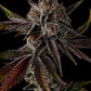 Purple Preserves feminisierte Samen – Pinana x Grape Gas, intensives Aroma tropischer Früchte & Fuel