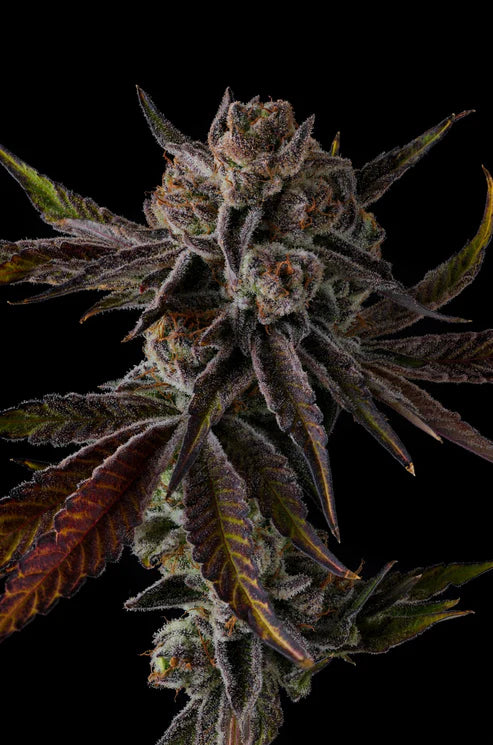 Purple Preserves feminisierte Samen – Pinana x Grape Gas, intensives Aroma tropischer Früchte & Fuel