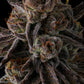 Compound Genetics – PURPLE PRESERVES - FEMINISIERT