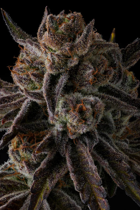 Compound Genetics – PURPLE PRESERVES - FEMINISIERT