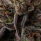 Compound Genetics – PURPLE PRESERVES - FEMINISIERT