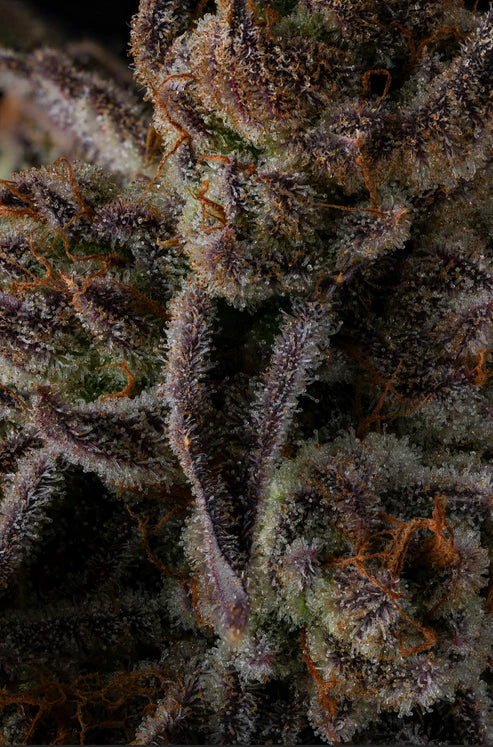 Compound Genetics – PURPLE PRESERVES - FEMINISIERT