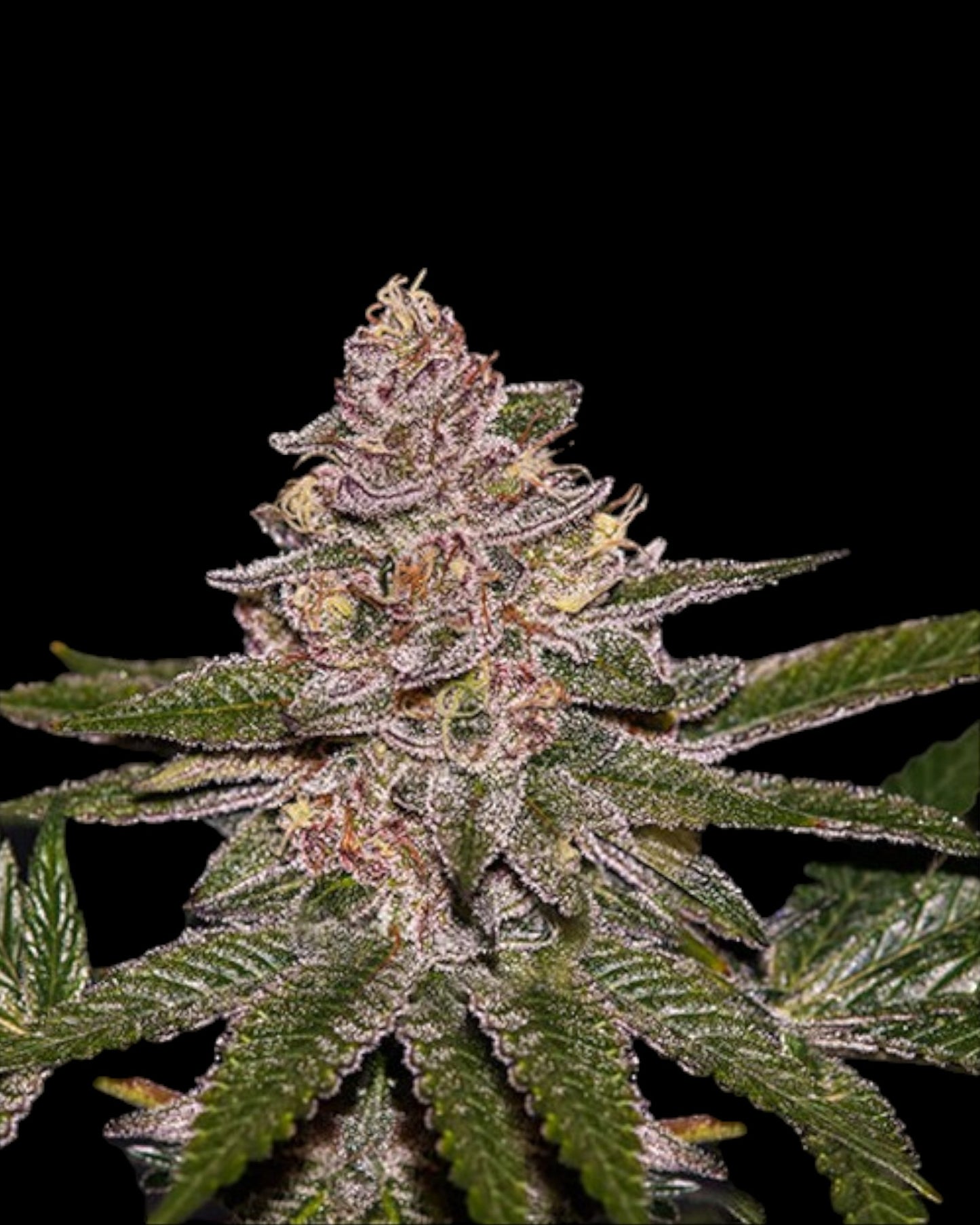 Ripper Seeds - Radical Juice FEMINISIERT