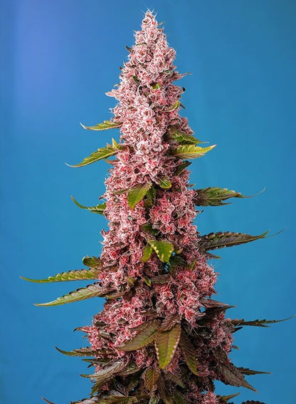 Sweet Seeds Red Hot Cookies feminisierte Samen