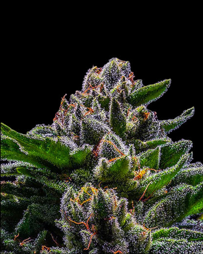 Ripper Seeds DO-G feminisierte Samen Makroaufnahme