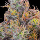 Grounded Genetics - BLUEBERRY ZKUNK (UK Cheeese x Zunami) x Blucci FEMINISIERT