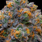Grounded Genetics - BLUZCOTTI (Zoapscotti x Blucci) FEMINISIERT