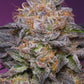 Grounded Genetics - LIME DRIZZLE (Lemon Tree s1 x Gelato 41) x Papayadawg FEMINISIERT