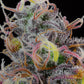 Grounded Genetics - BLUEBERRY ZKUNK (UK Cheeese x Zunami) x Blucci FEMINISIERT