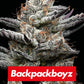 Barneys Farm x Backpackboyz - Black Cherry Gushers FEMINISIERT