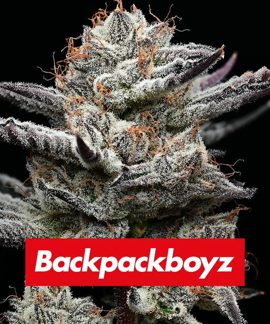 Barneys Farm x Backpackboyz - Black Cherry Gushers FEMINISIERT