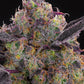 Grounded Genetics - BLUEBERRY ZKUNK (UK Cheeese x Zunami) x Blucci FEMINISIERT