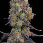 Grounded Genetics - BLUEBERRY ZKUNK (UK Cheeese x Zunami) x Blucci FEMINISIERT