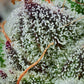 Barneys Farm x Backpackboyz - Black Cherry Gushers FEMINISIERT