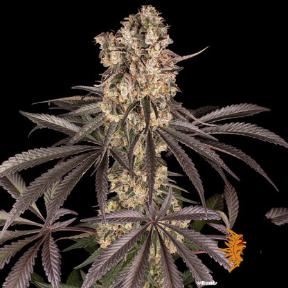 Barney’s Farm Runtz Muffin feminisierte Cannabissamen Nahaufnahme