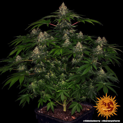 Barney’s Farm Shiskaberry feminisierte Cannabissamen Nahaufnahme