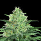 Ripper Seeds - Sideral - FEMINISIERT