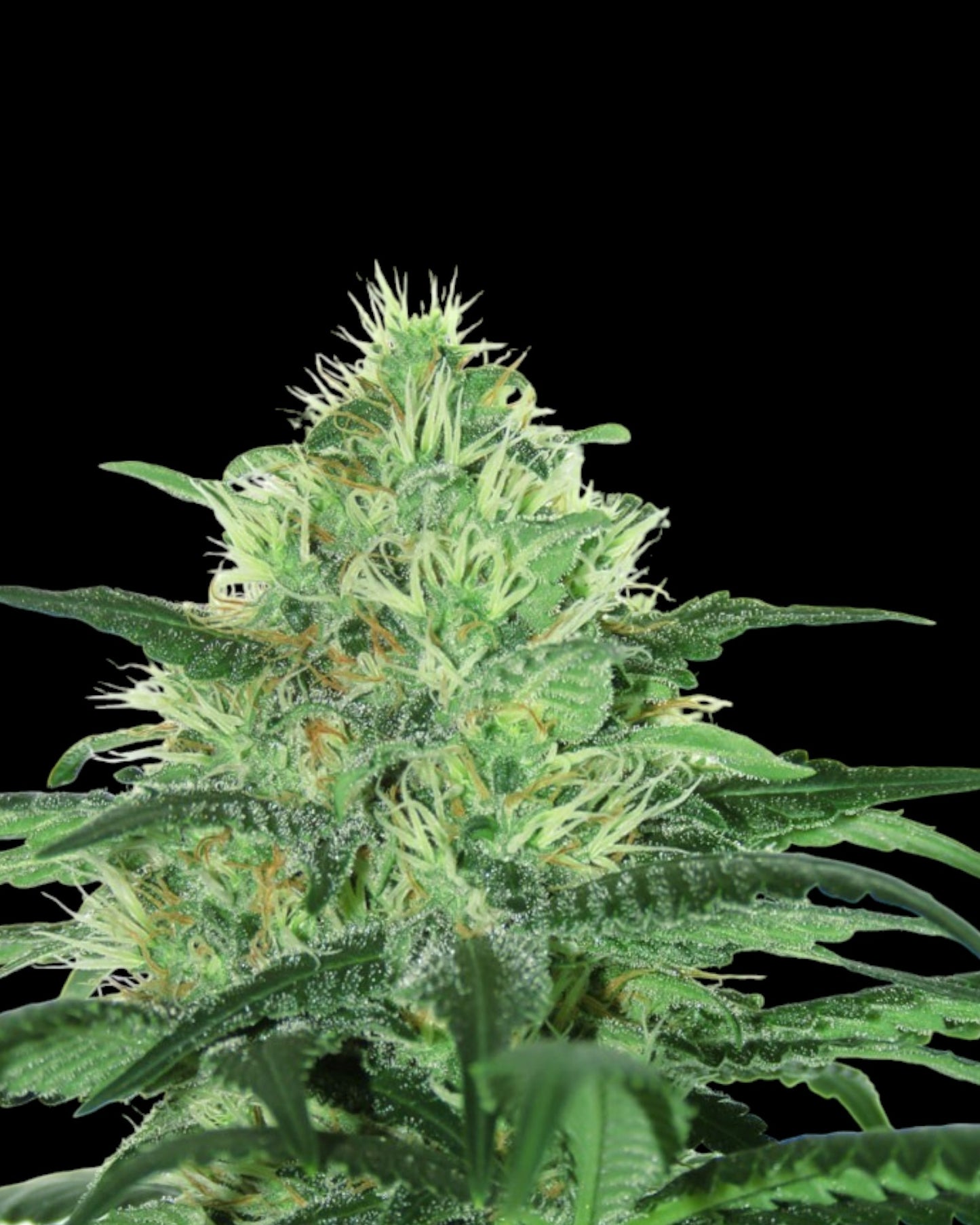 Ripper Seeds - Sideral - FEMINISIERT