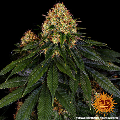 Skywalker OG AUTOFLOWER
