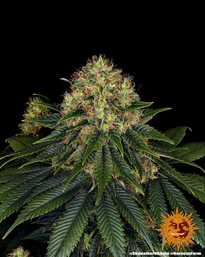 Skywalker OG AUTOFLOWER