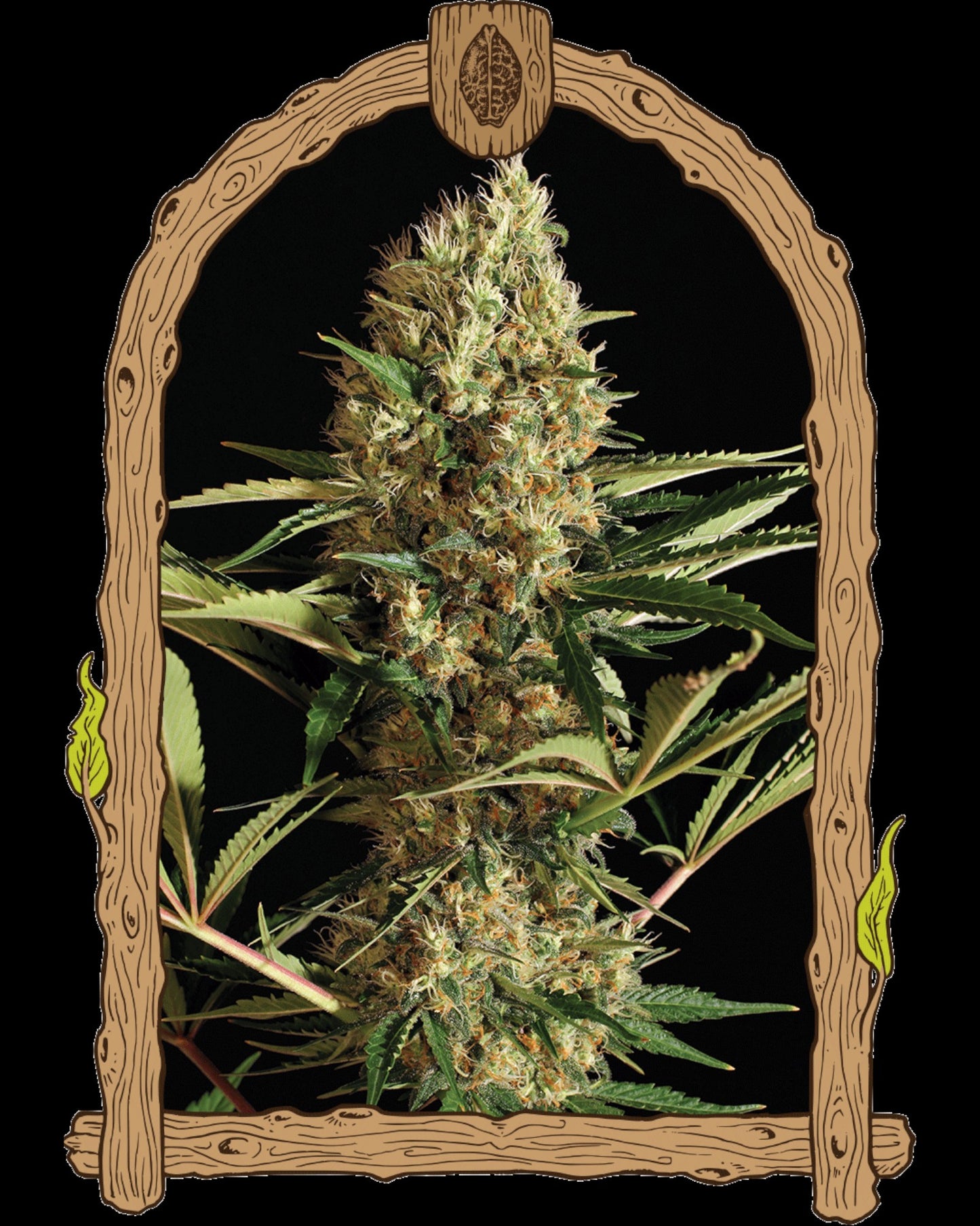 Strawberry Cube Auto von Exotic Seed – fruchtige Autoflower