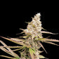 Super Sativa Seed Club - STRAWBERRY COOKIES - FEMINISIERT