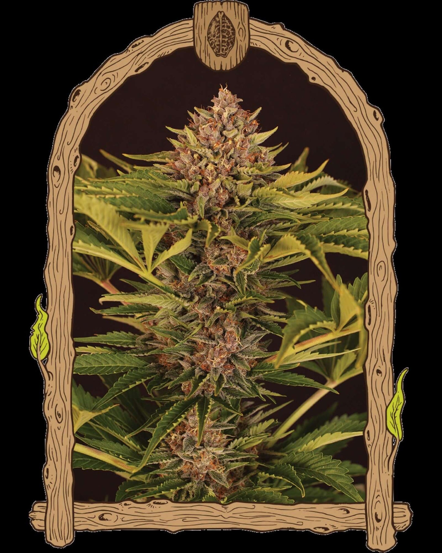 Strawberry Cola Auto von Exotic Seed – fruchtige Autoflower