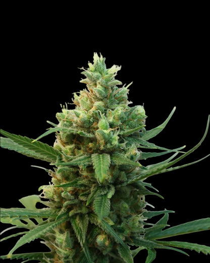 Ripper Seeds Toxic feminisierte Samen Makroaufnahme