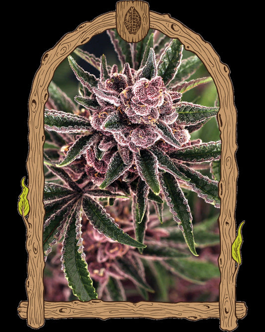 Exotic Seed - TROPICAL FUEL - FEMINISIERT