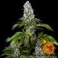 Barneys Farm - Tropicanna banana FEMINISIERT