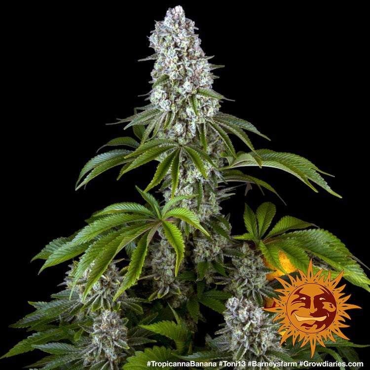 Barneys Farm - Tropicanna banana FEMINISIERT