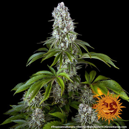 Tropicanna Banana feminisierte Cannabissamen von Barney’s Farm