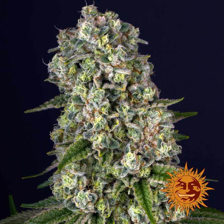 Barneys Farm - Tropicanna banana FEMINISIERT