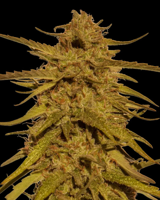 Pineapple Haze Cannabis Samen – reguläre Sorte mit 24 % THC, tropischer Ananasgeschmack und starkem Sativa-High