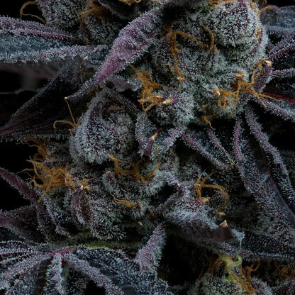 Barney’s Farm White Runtz Blüte mit Harz