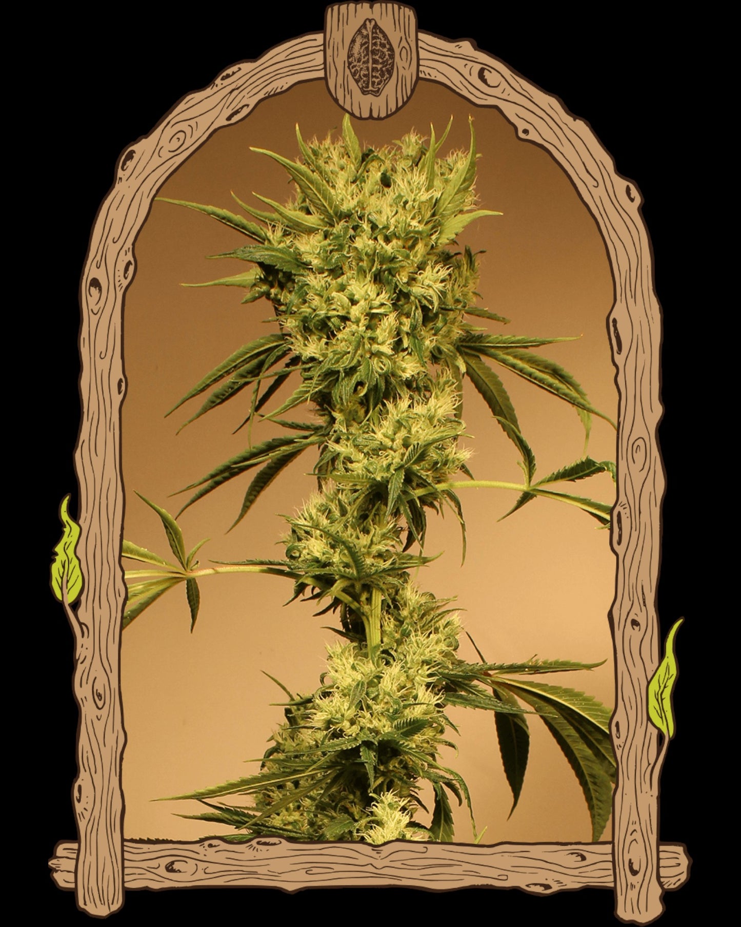 White Jewel reguläre Cannabissamen von Exotic Seed – 5er-Pack