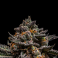 Ripper Seeds - Brain Cake FEMINISIERT